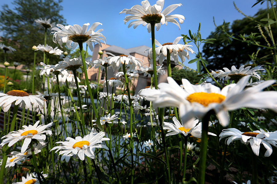 Daisies in the Memorial Garden