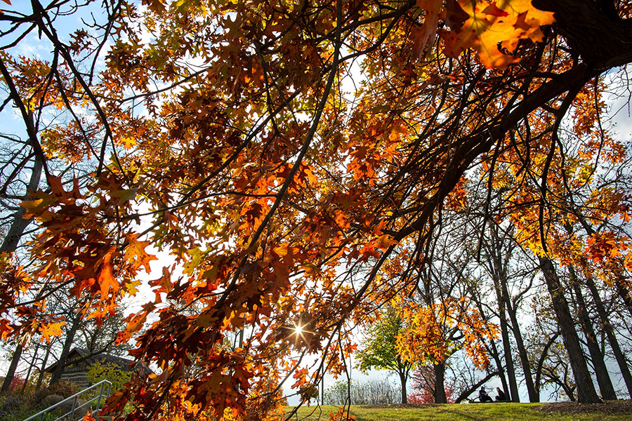 Fall leaves on a tree