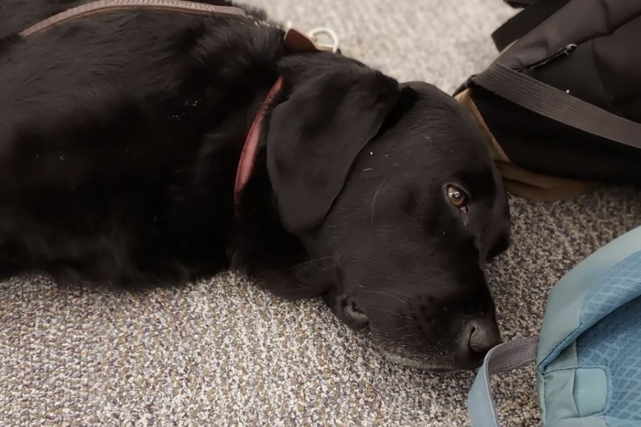 Black lab lays on the ground looking super sweet and cute.