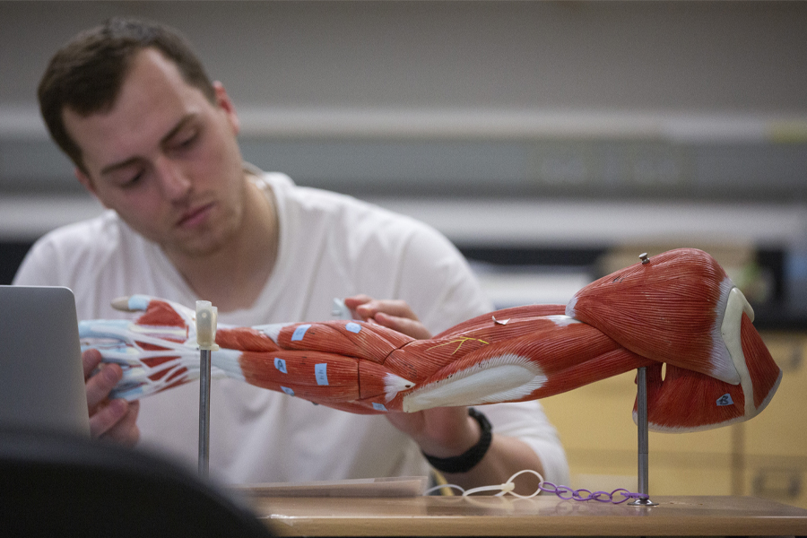 A student looks at a human anatomy 3-D model of an arm.