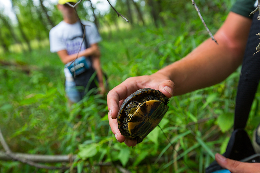 A hand is shown holding a turtle by the top of its shell.