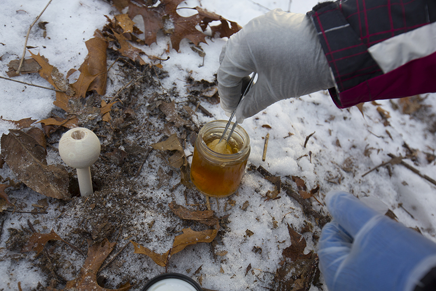 A gloved hand removes a mushroom from the winter ground and puts it in a small glass jar.