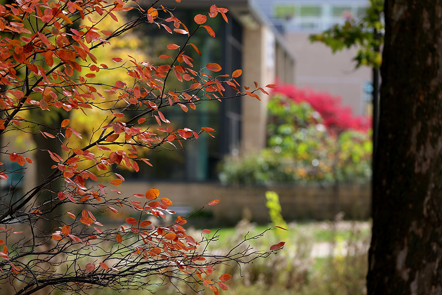 Fall colors blend on the UW-Whitewater campus near Roseman Hall.