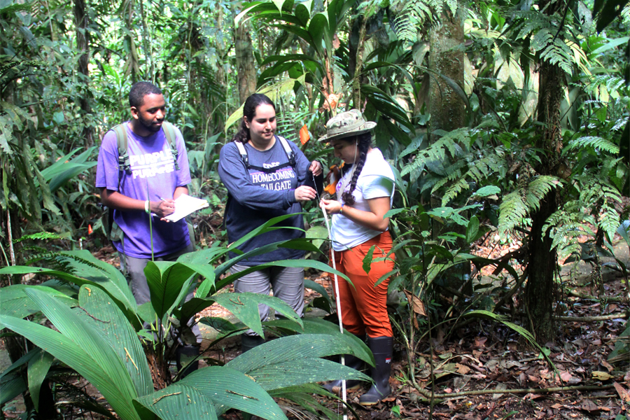A faculty member works with students in a jungle to take measurements.