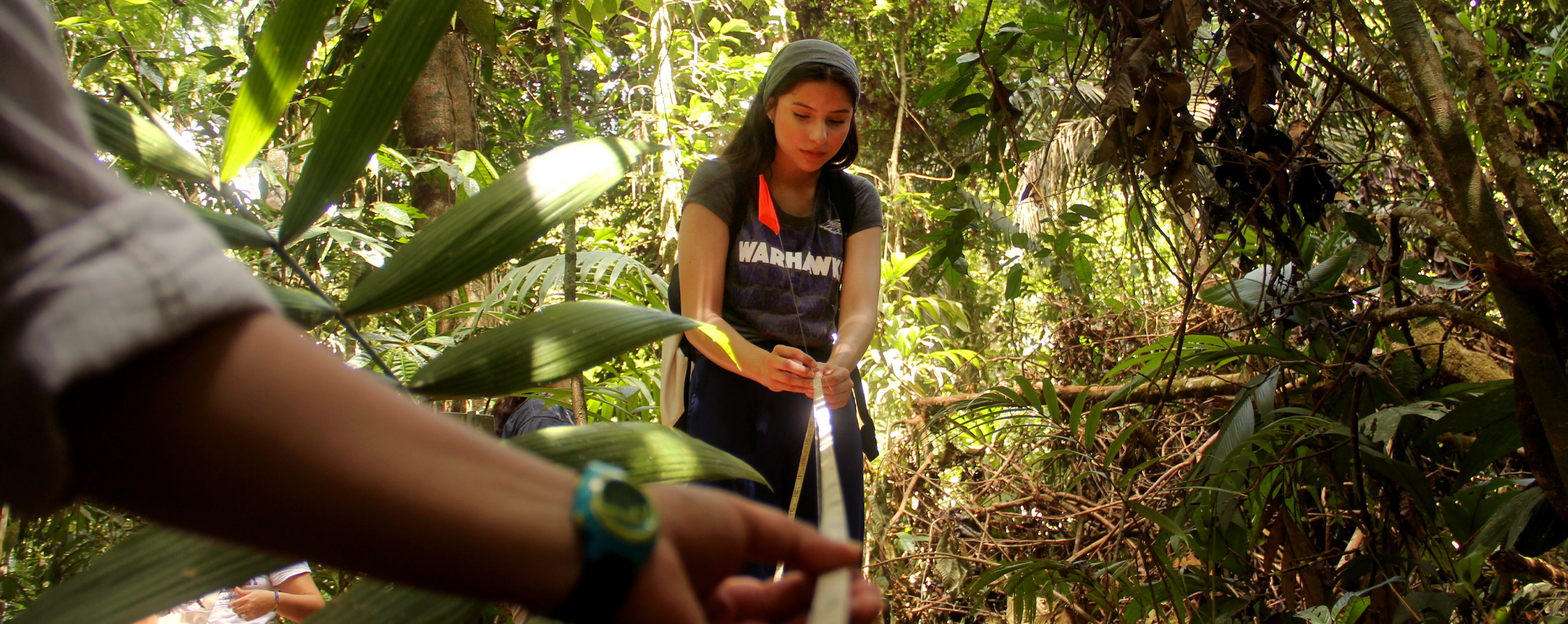 A person uses a measuring tool in the jungle.
