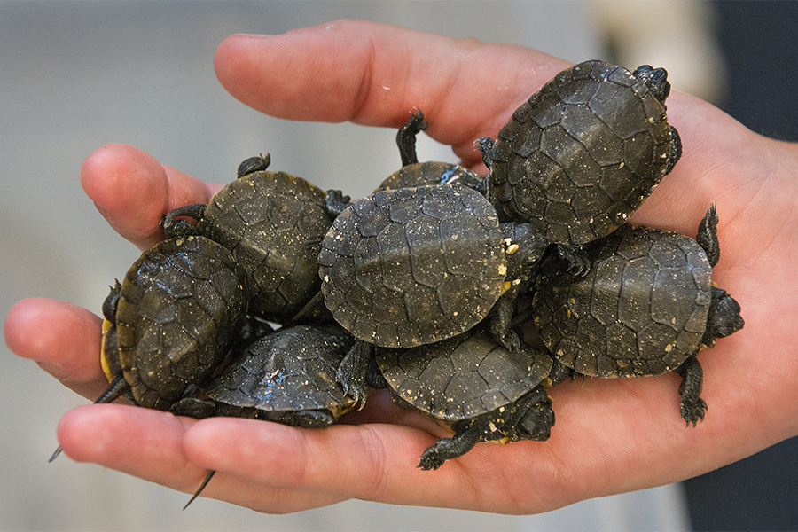 Small turtles in a person's hand.