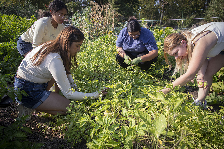 Four students kneel in a garden and pick produce. 