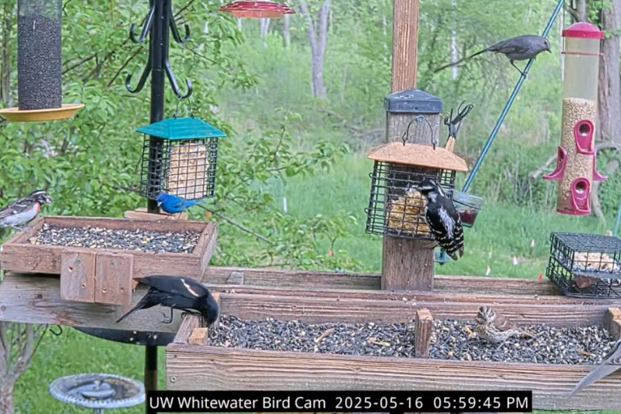 Camera footage of birds on bird feeders.