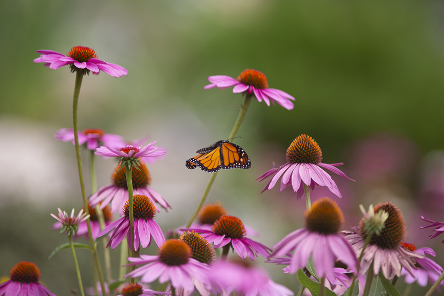 A monarch butterfly flies amongst pink coneflowers.