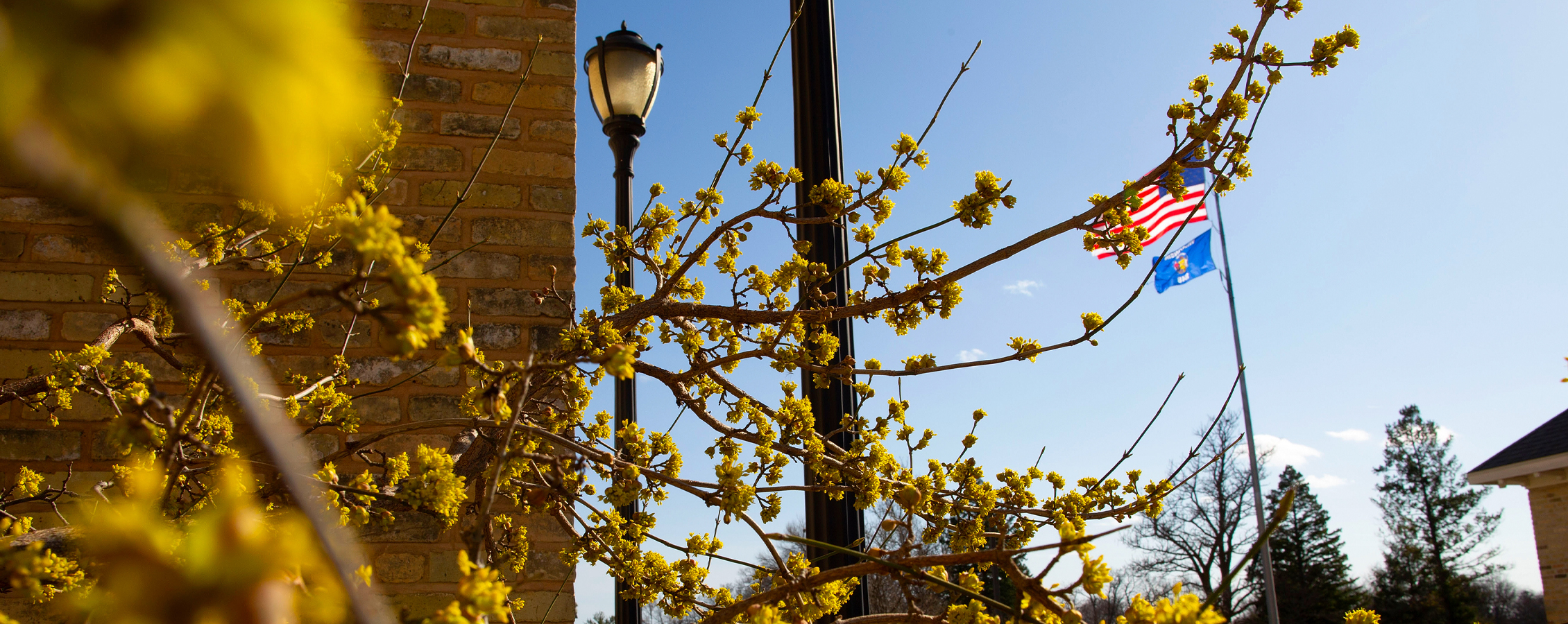 An outdoor photo shows yellow flowers, a lamppost and the American flag waving against a blue sky.