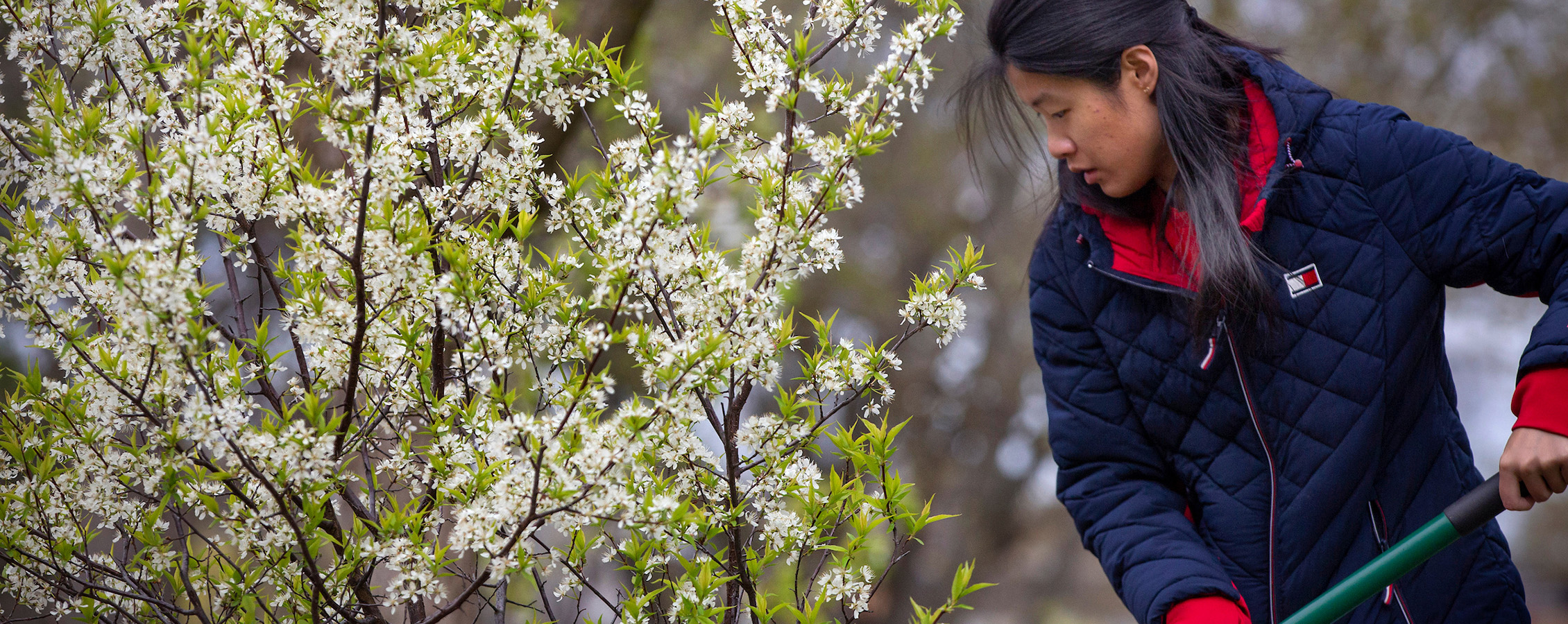 A student wearing a blue jacket near a white flowering tree rakes while performing service.